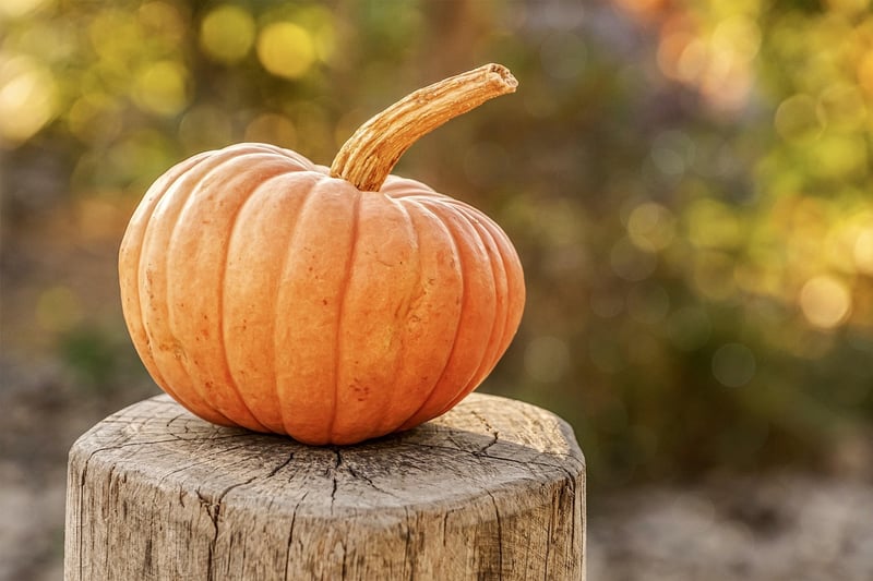 Seasonal Harvest Buffet