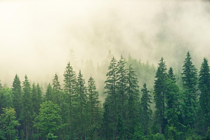 Mystical Forest