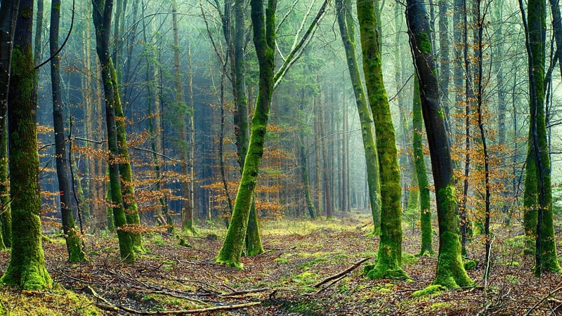 Forest Green Suit